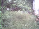 St. Louis County Lot Clearing before