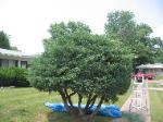 Tall Bush Hazelwood (before)