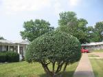 Tall Bush Hazelwood (after)
