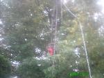 Sweetgum Removal Florissant Missouri 2