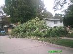 Sweetgum Removal Florissant Missouri 3