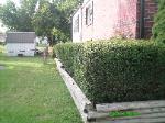 Hedge Trimming Florissant (after)