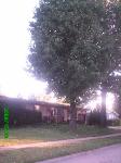 Sweetgum Removal Florissant Missouri