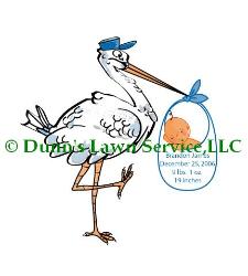 male rental stork